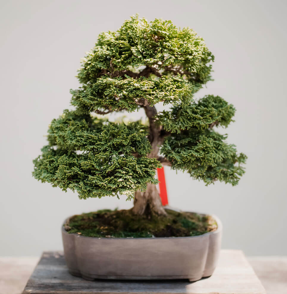 About Telepost Sacco